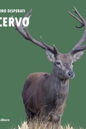 Il cervo