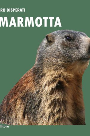 La marmotta